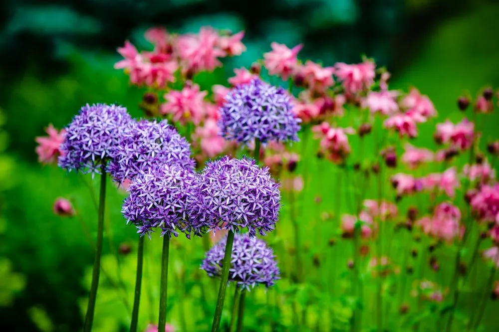 Top-rated lawn care service with custom design in Newton, MA by Jon Sneider Lawn Care & Tree Service