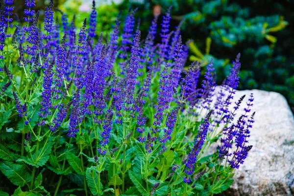 Jon Sneider Lawn Care & Tree Service Logo