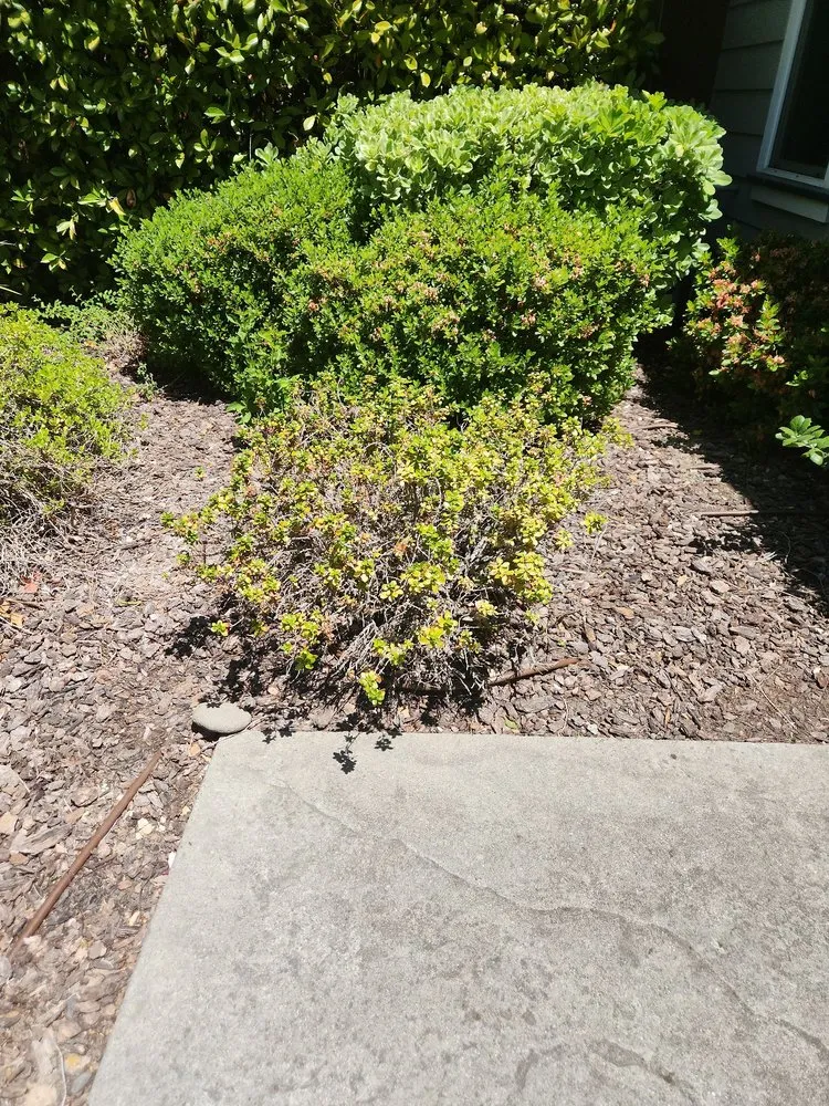 Trusted lawn care service for outdoor upgrades in Orangevale, CA by Jonas Landscaping & Maintenance