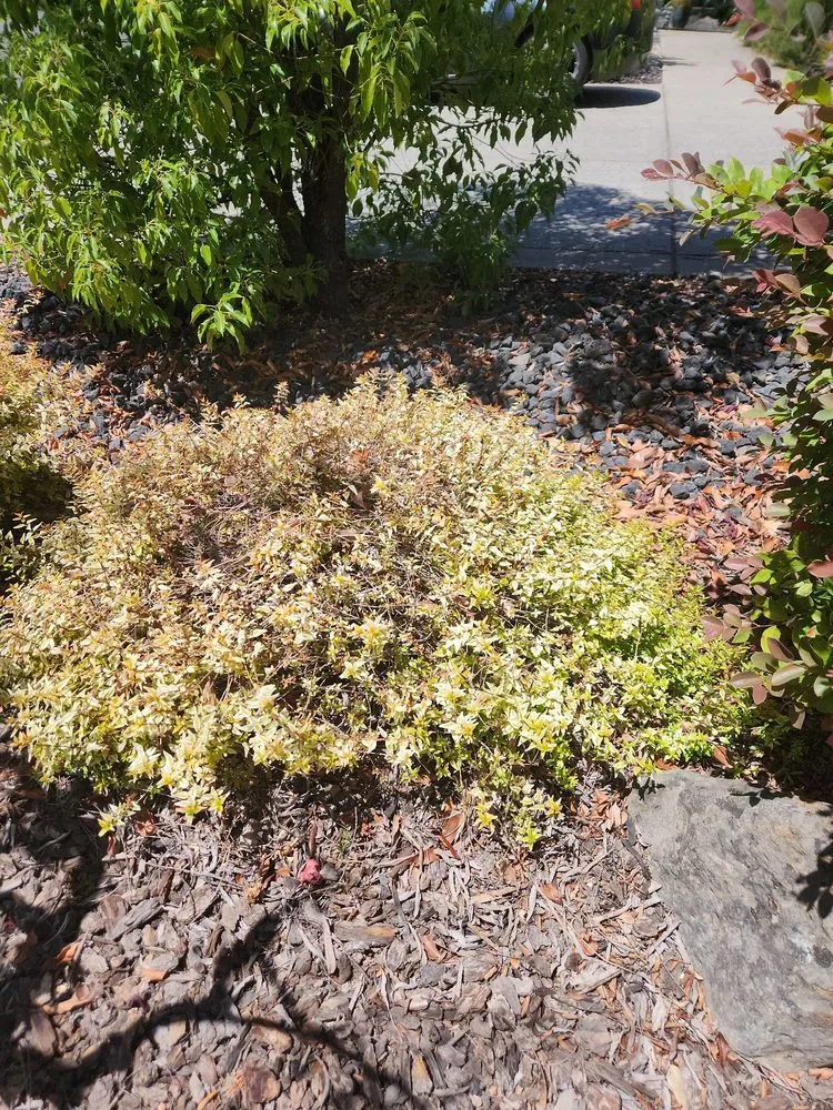 Local outdoor landscaping in Orangevale, CA - Jonas Landscaping & Maintenance