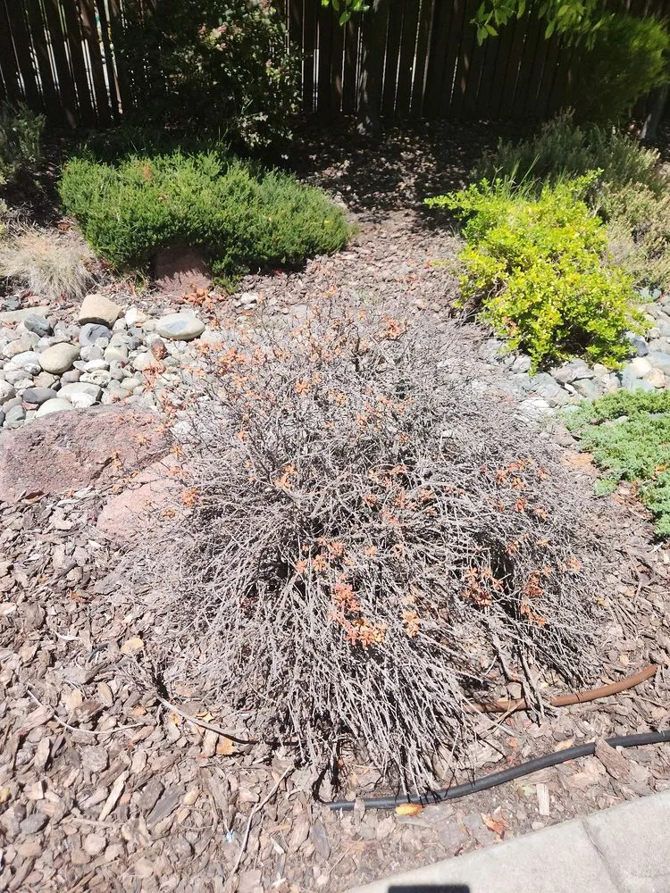 Trusted yard maintenance in Orangevale, CA - Jonas Landscaping & Maintenance