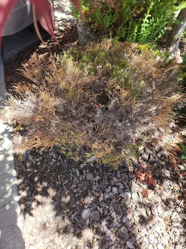 Top-rated yard maintenance with custom design across Orangevale, CA - Jonas Landscaping & Maintenance