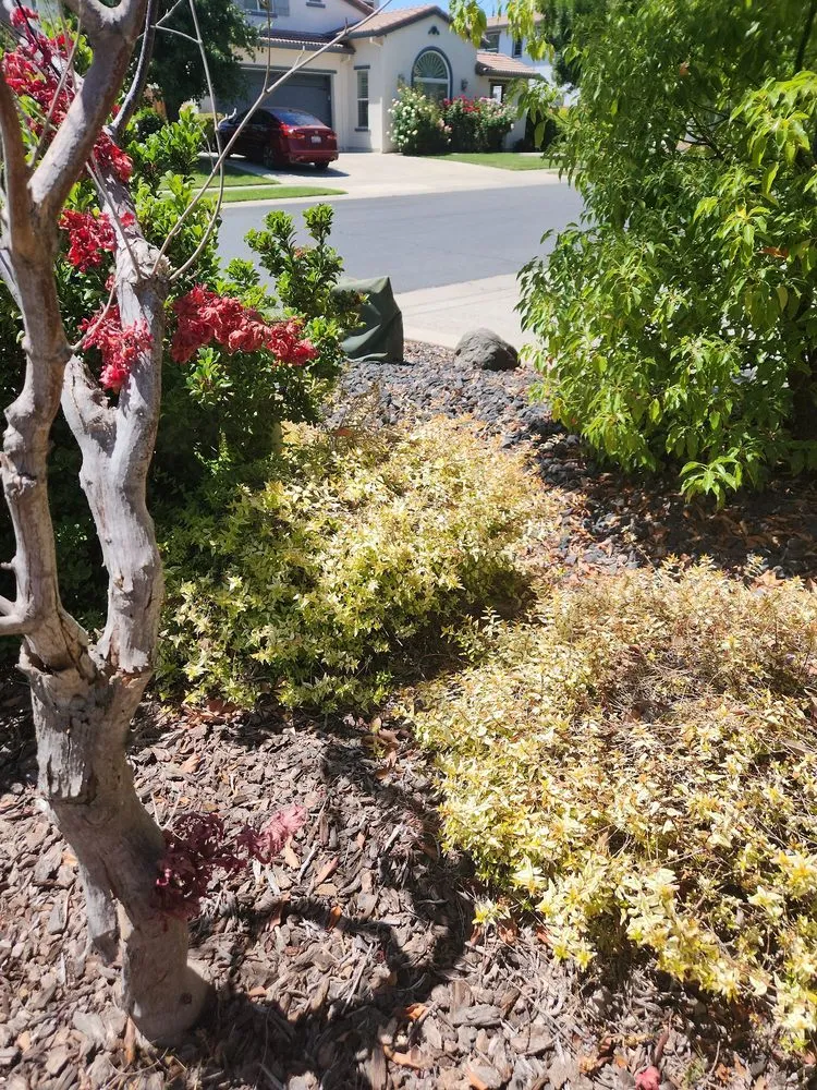 Reliable landscaping services for year-round maintenance in Orangevale, CA by Jonas Landscaping & Maintenance