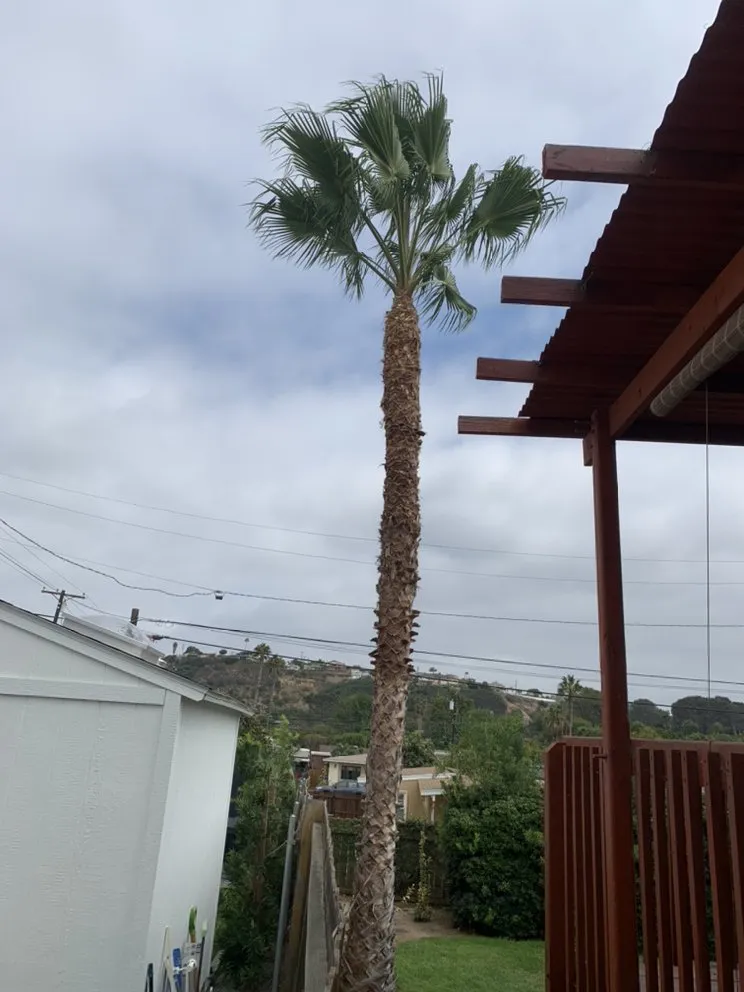 Reliable landscape installation for outdoor upgrades across Escondido, CA - Jonathan Landscaping