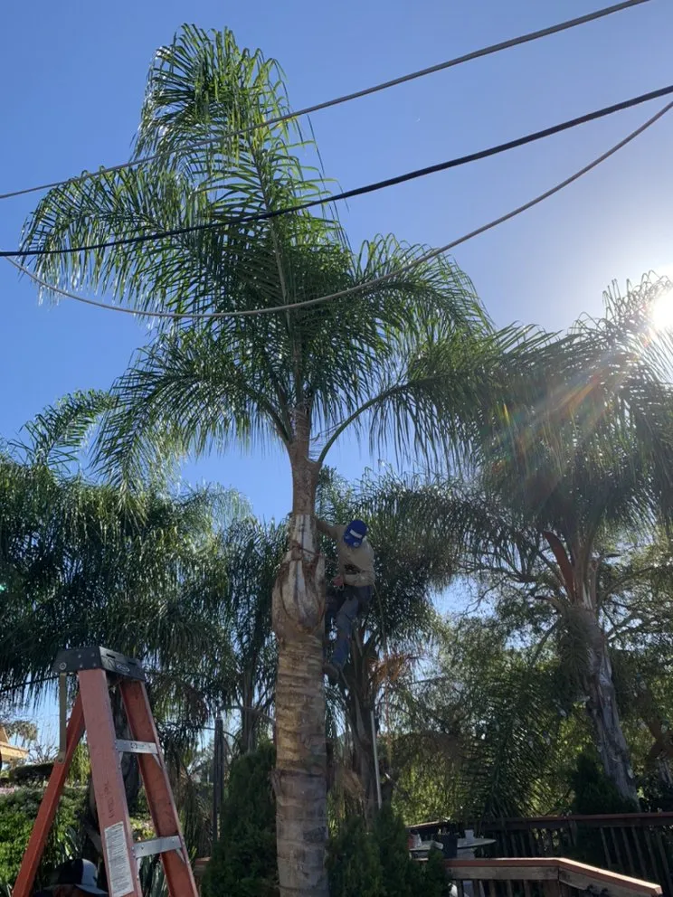 Professional landscape design experts serving Escondido, CA - Jonathan Landscaping