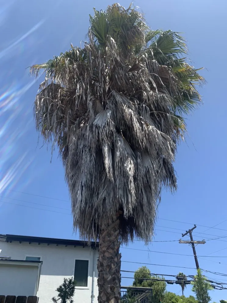Reliable landscape installation for outdoor upgrades in Escondido, CA by Jonathan Landscaping