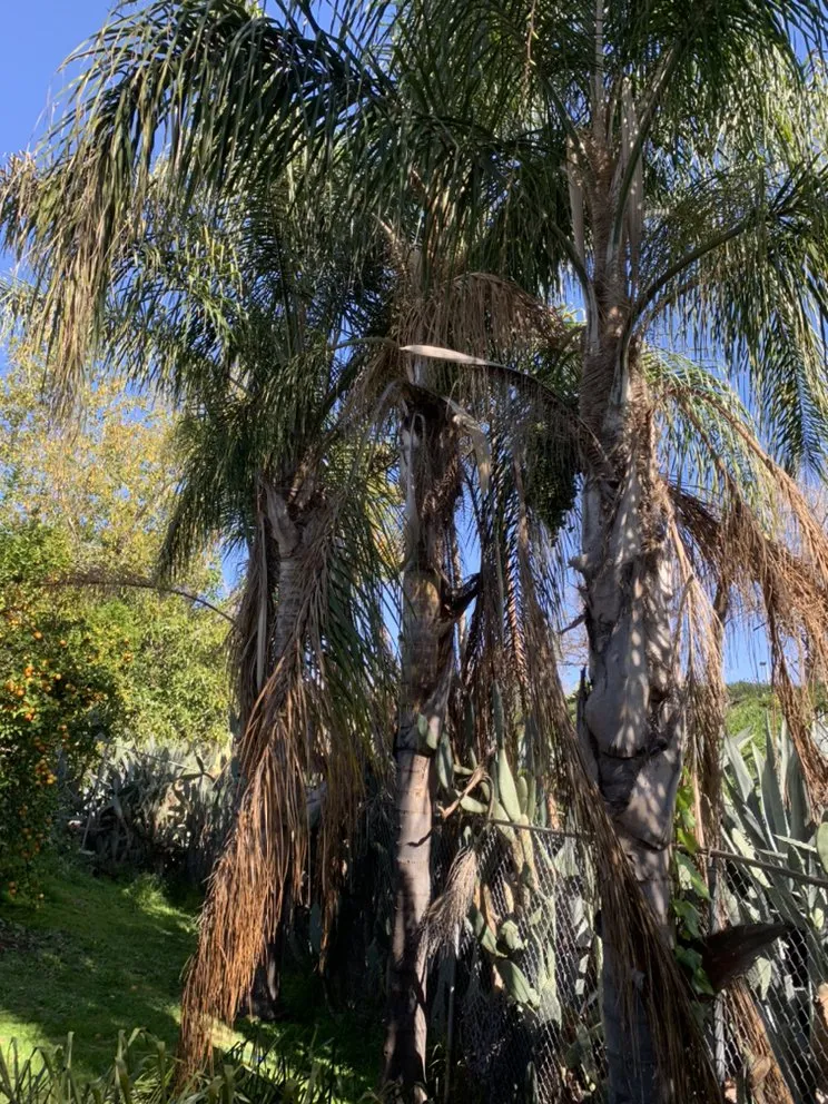 Affordable yard maintenance for year-round maintenance across Escondido, CA - Jonathan Landscaping