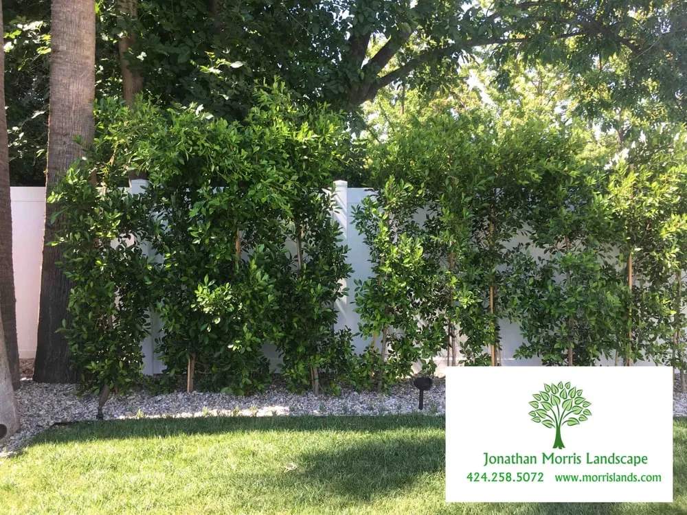 Local lawn mowing service experts serving Culver City, CA - Jonathan Morris Landscapes