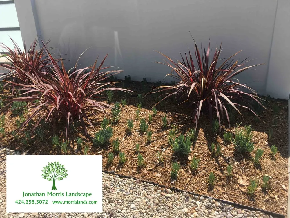Affordable landscape design in Culver City, CA - Jonathan Morris Landscapes