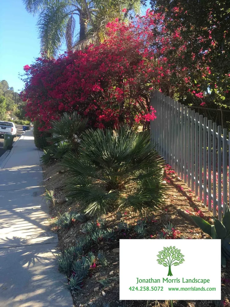 Reliable garden landscaping near you in Culver City, CA by Jonathan Morris Landscapes