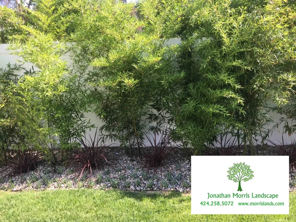 Local landscape installation experts serving Culver City, CA - Jonathan Morris Landscapes