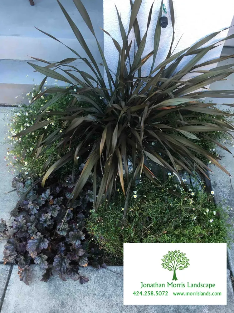 Expert lawn care service in Culver City, CA by Jonathan Morris Landscapes