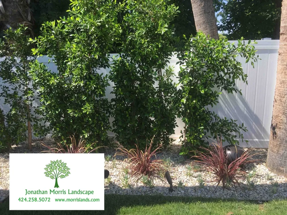 Top-rated residential landscaping in Culver City, CA by Jonathan Morris Landscapes