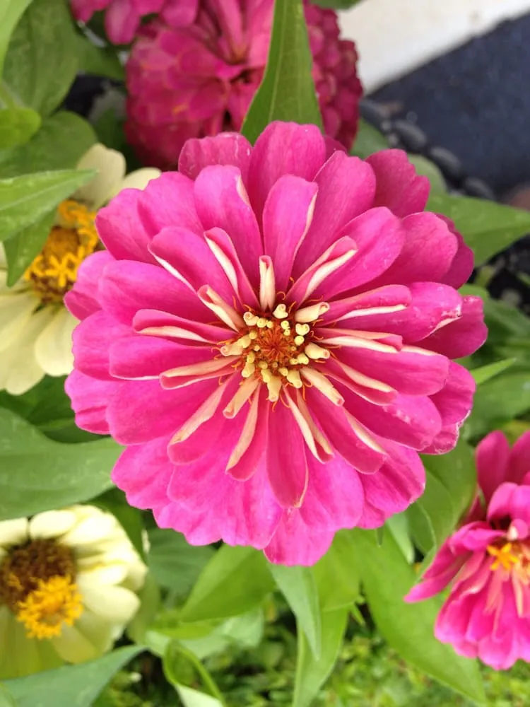 Reliable outdoor landscaping in Leesburg, VA by Jonathan Zans