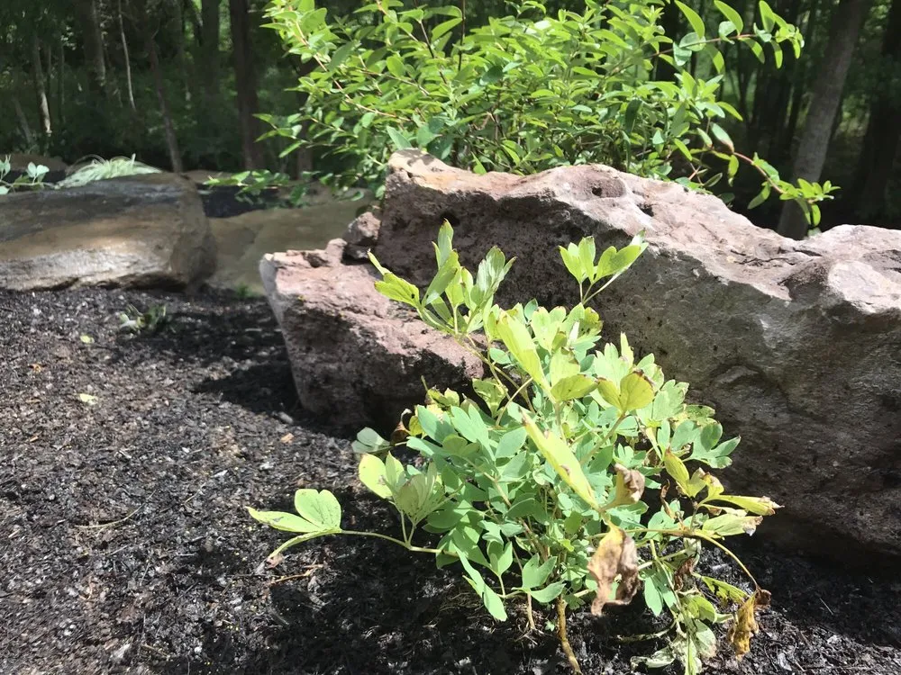 Trusted lawn care service experts serving Leesburg, VA - Jonathan Zans