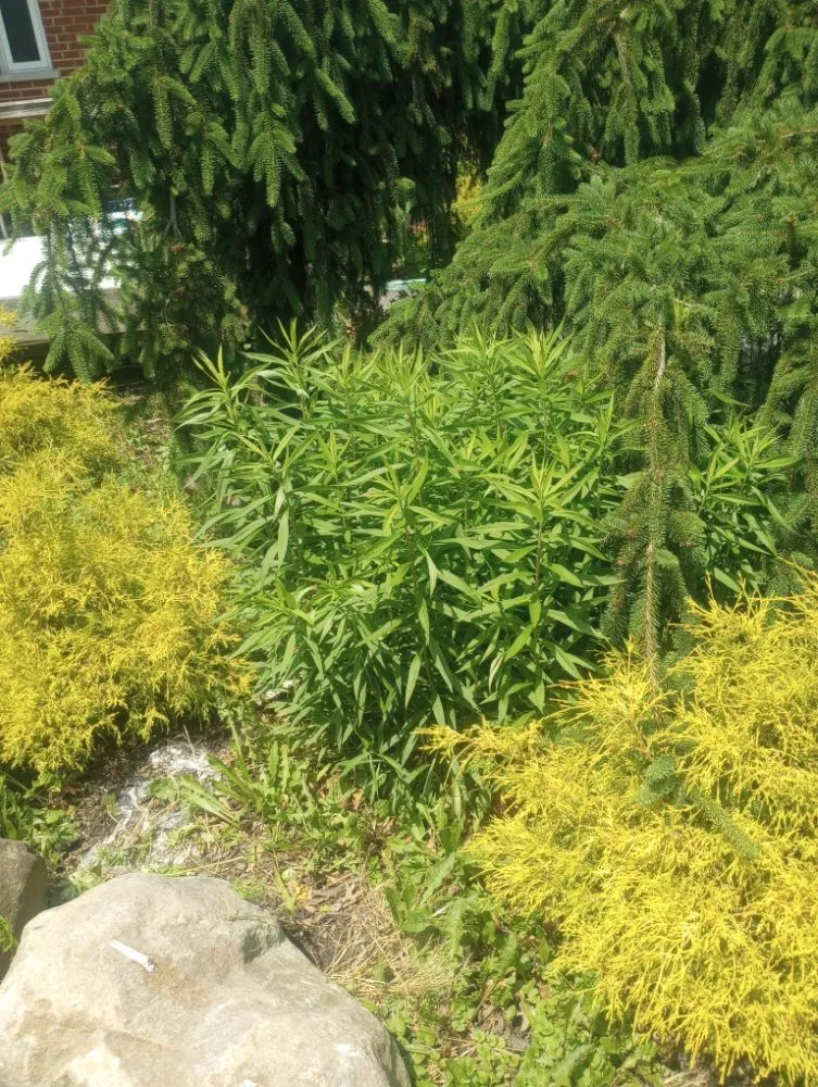 Expert yard cleanup service in Warsaw, KY by Jones Complete Construction