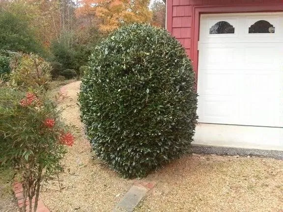 Expert outdoor landscaping for beautiful yards across Farmville, VA - Jones' Lawn Care