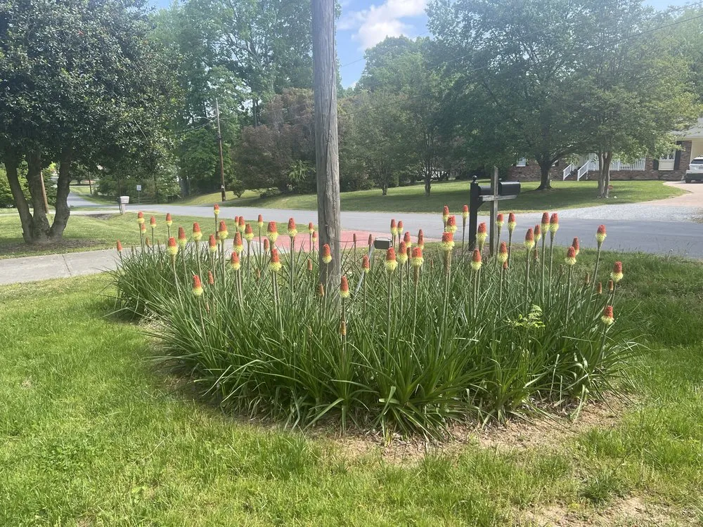 Expert lawn care service in Greeleyville, SC - Jones Lawn Care
