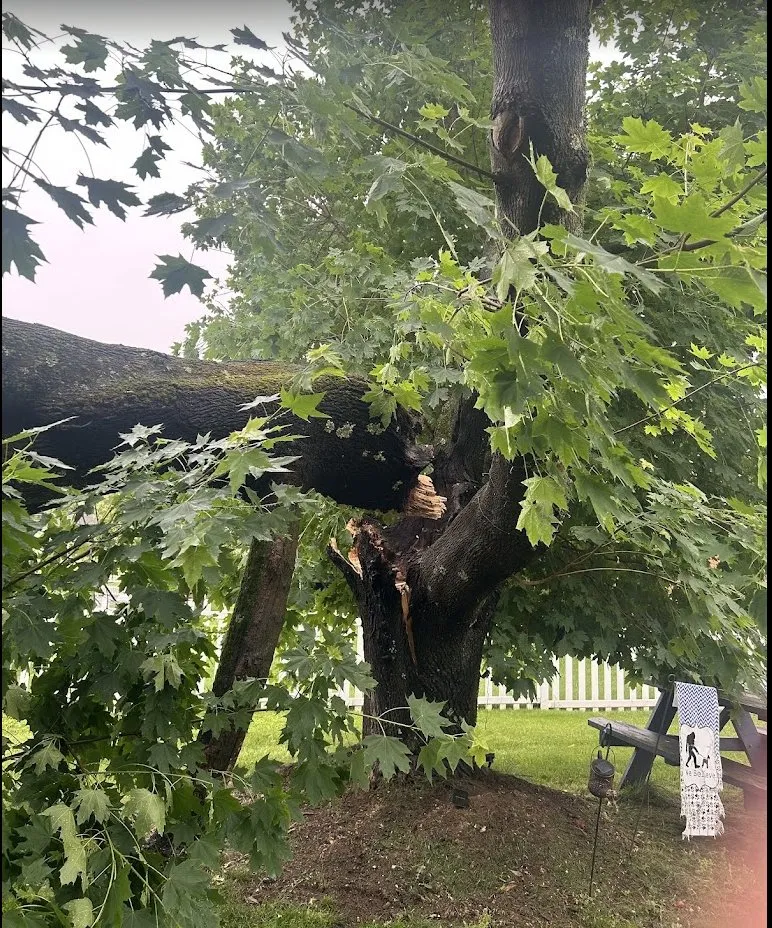 Local lawn care service experts serving Wytheville, VA - Jones Mowing