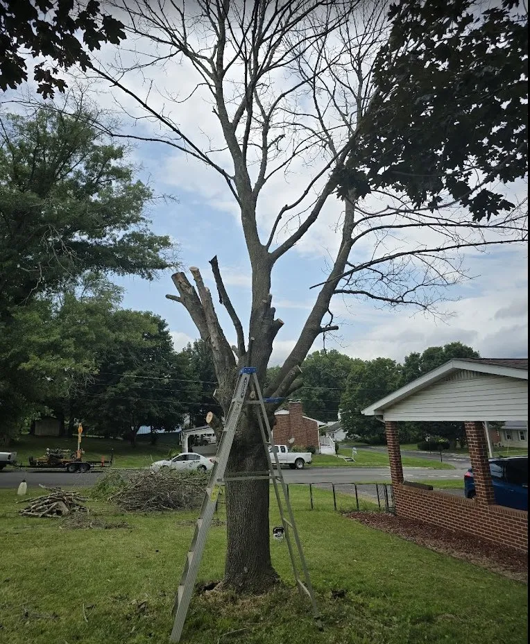 Affordable lawn care service for beautiful yards in Wytheville, VA by Jones Mowing