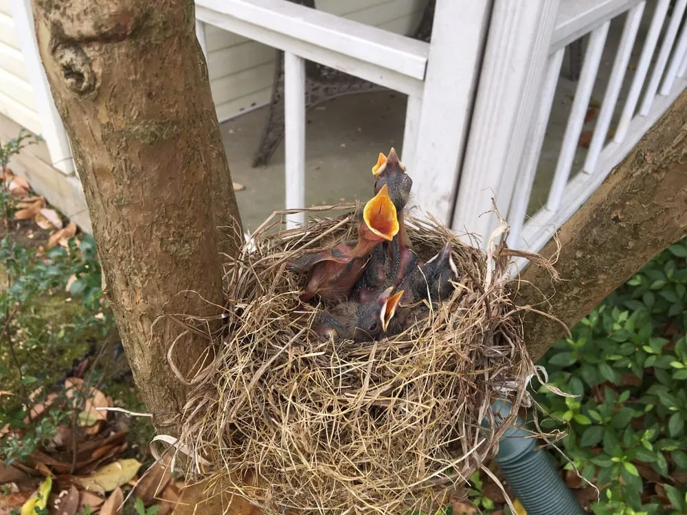 Expert yard maintenance for outdoor upgrades in Decatur, AL by Jones Outdoor Service