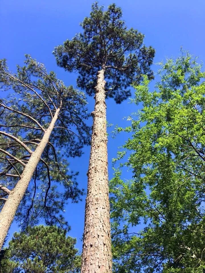 Trusted yard cleanup service for beautiful yards across Decatur, AL - Jones Outdoor Service