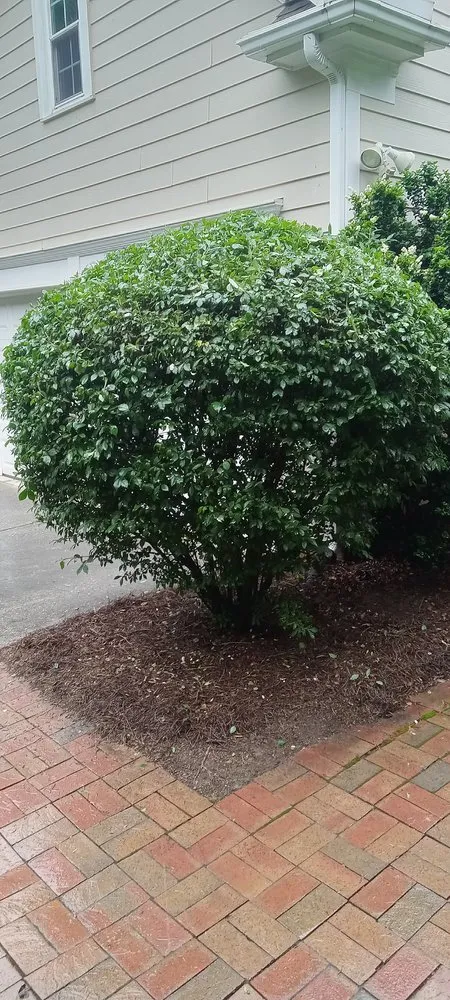 Top-rated lawn mowing service experts serving Reidsville, NC - Jones Perfect Lawns An More