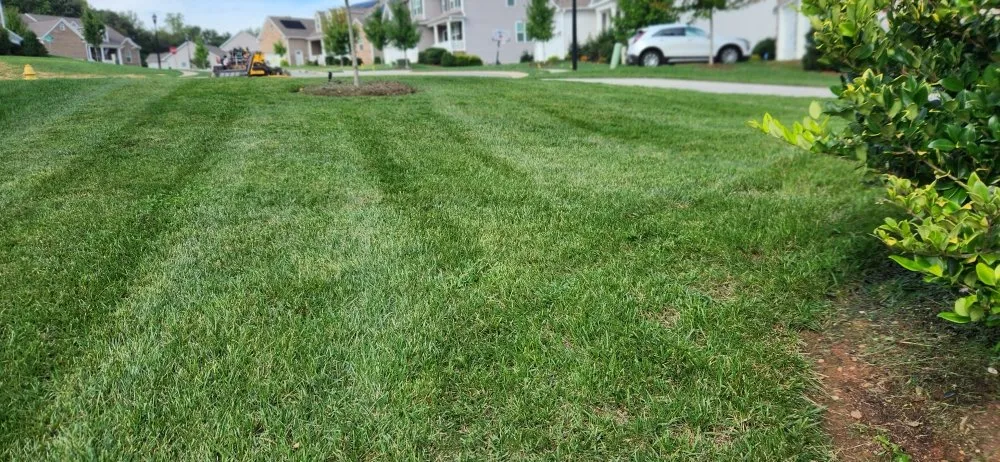Expert landscaping services for residential properties across East Bend, NC - Jones Property Services