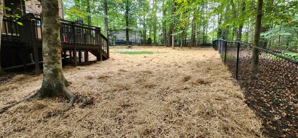 Expert yard maintenance experts serving East Bend, NC - Jones Property Services