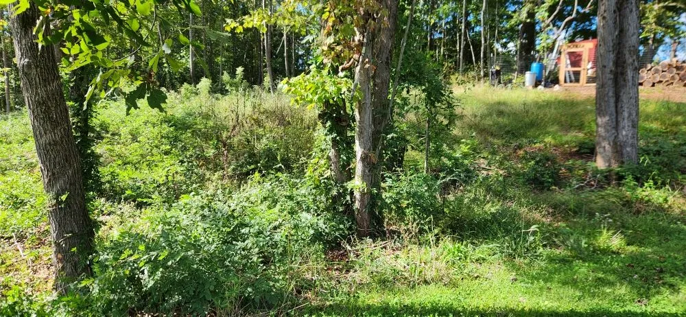 Professional lawn care service near you in East Bend, NC by Jones Property Services