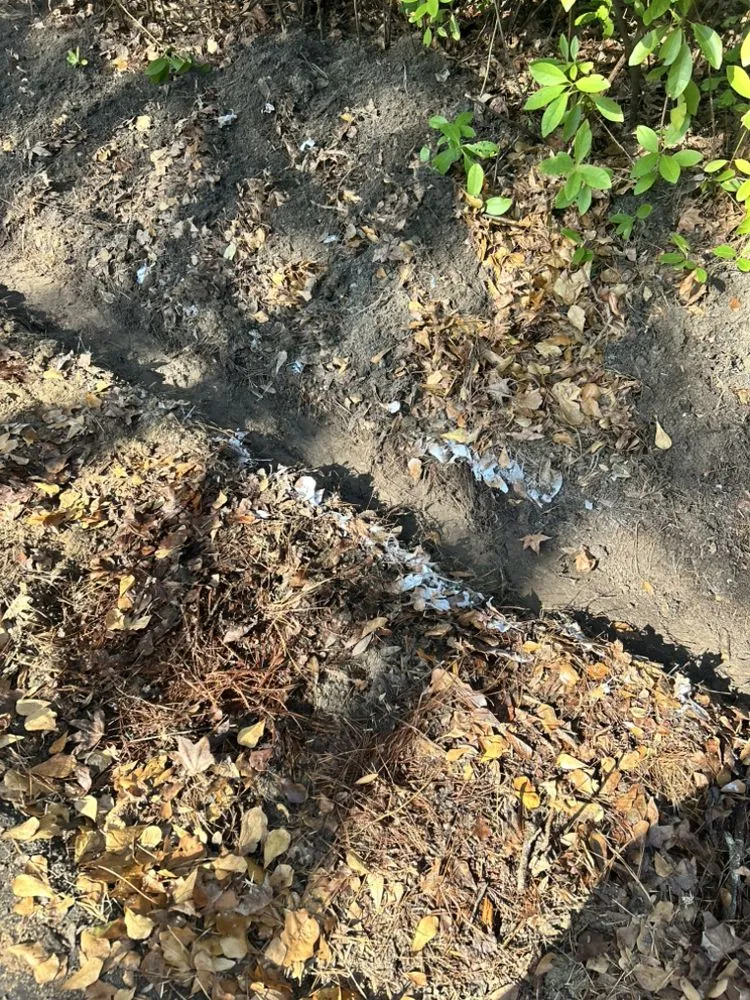 Affordable outdoor landscaping for homes across Ridgeland, SC - Jones Quality Multi Service