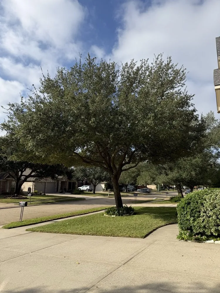 Professional landscape installation in Houston, TX by Jones Road Tree Service