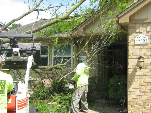 Affordable landscape installation for year-round maintenance in Houston, TX by Jones Road Tree Service