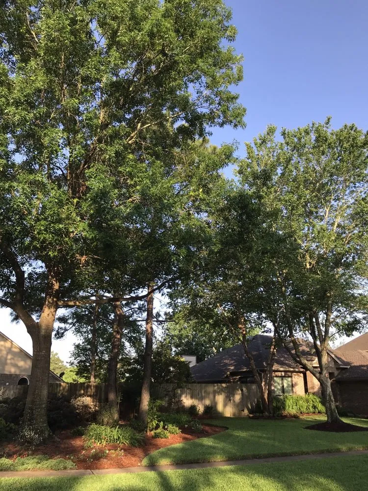 Reliable landscape installation for outdoor upgrades in Houston, TX by Jones Road Tree Service