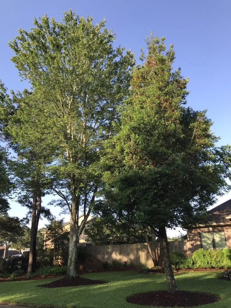 Affordable lawn care service experts serving Houston, TX - Jones Road Tree Service