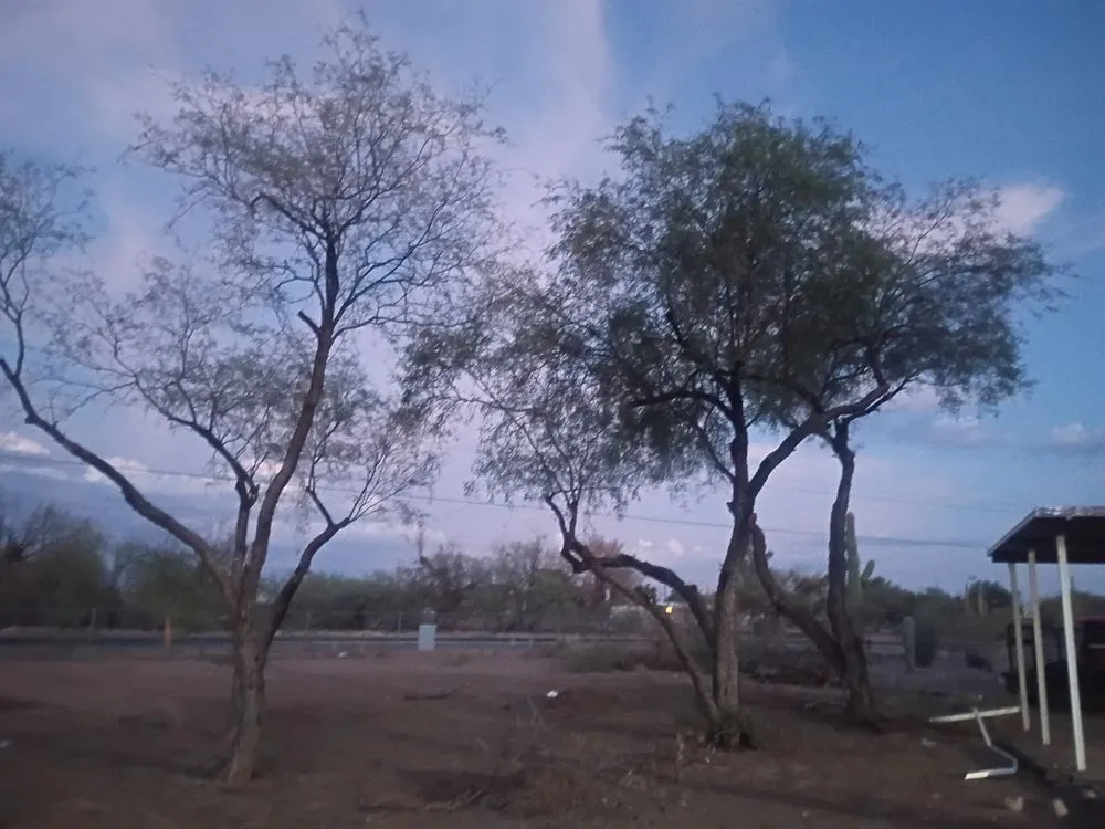 Reliable lawn care service in Marana, AZ by Jones Services