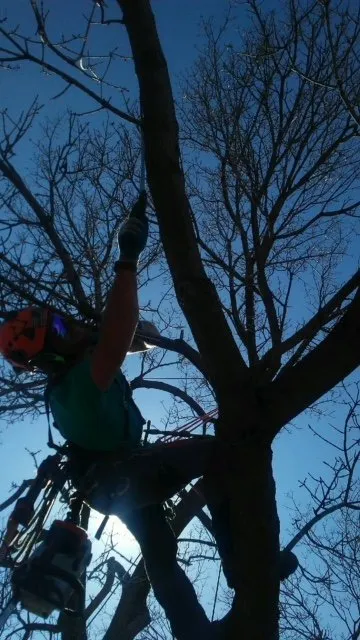 Top-rated lawn mowing service in Arvada, CO - Jones Tree & Lawn