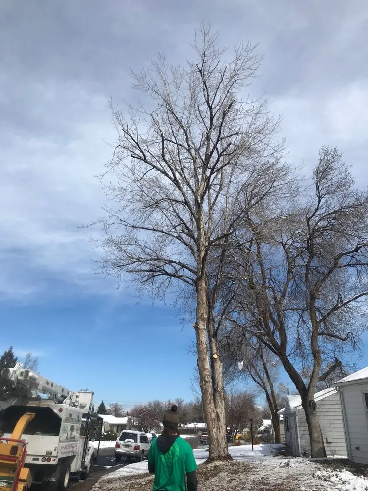 Local landscape design for homes across Arvada, CO - Jones Tree & Lawn