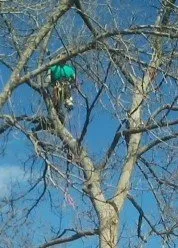 Top-rated yard cleanup service for outdoor upgrades across Arvada, CO - Jones Tree & Lawn