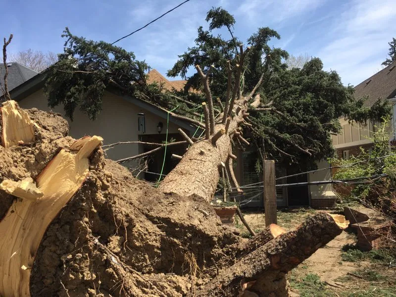 Affordable landscape design in Arvada, CO by Jones Tree & Lawn