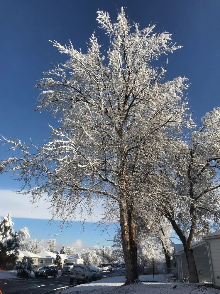 Local outdoor landscaping in Arvada, CO by Jones Tree & Lawn