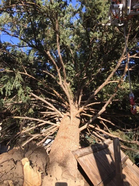 Professional landscaping services near you in Arvada, CO by Jones Tree & Lawn