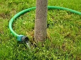 Affordable lawn care service for beautiful yards across Arvada, CO - Jones Tree & Lawn