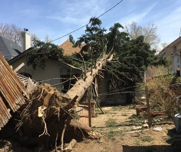 Top-rated landscaping services in Arvada, CO by Jones Tree & Lawn