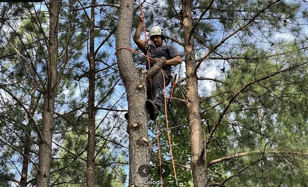 Trusted yard cleanup service near you in Scottsville, VA by Jones Tree Service & Landscaping