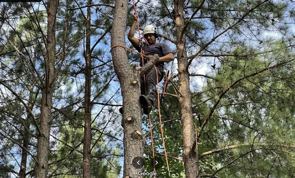 Jones Tree Service & Landscaping Logo