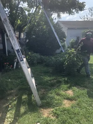 Jones Tree Service
