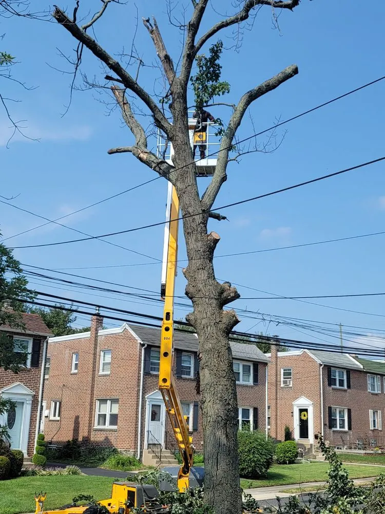 Top-rated outdoor landscaping for year-round maintenance across Havertown, PA - Jones Tree Services
