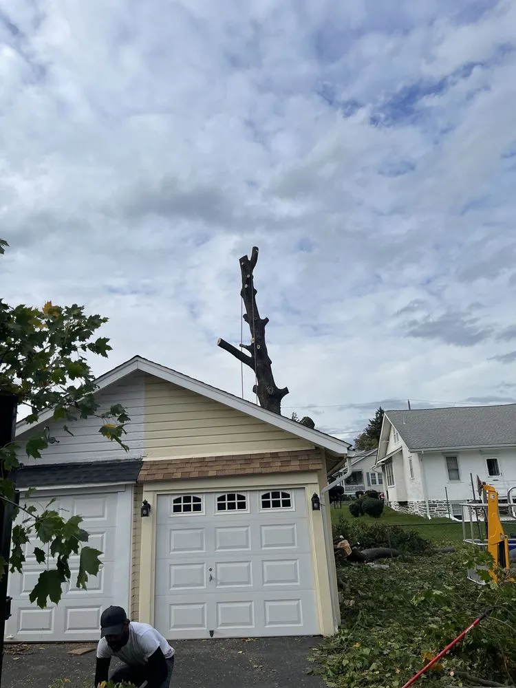 Expert yard cleanup service in Havertown, PA - Jones Tree Services