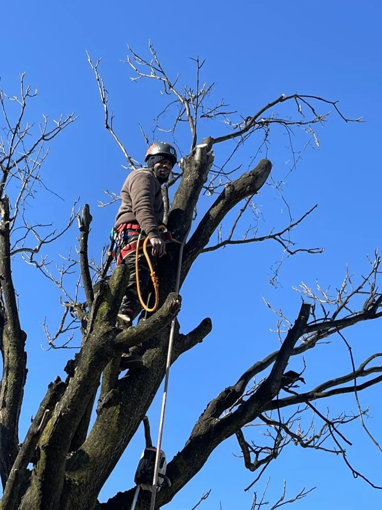 Custom landscape installation for homes in Havertown, PA by Jones Tree Services